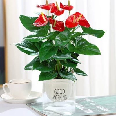 白掌花卉排行榜 24款優(yōu)良白掌花卉推薦